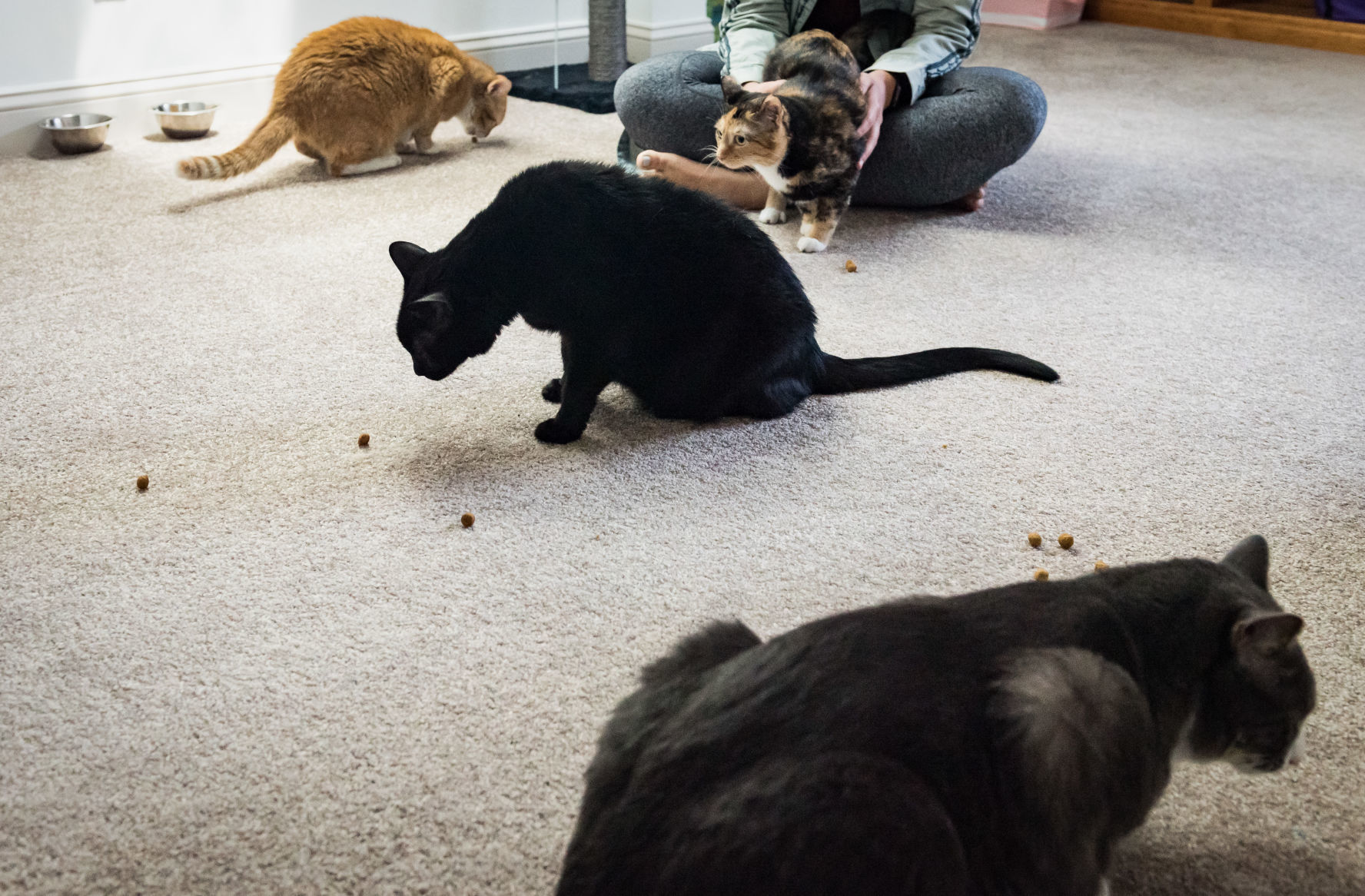 Cats Rescued From House Fire